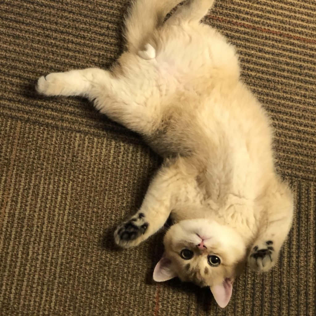 Tiger the cat