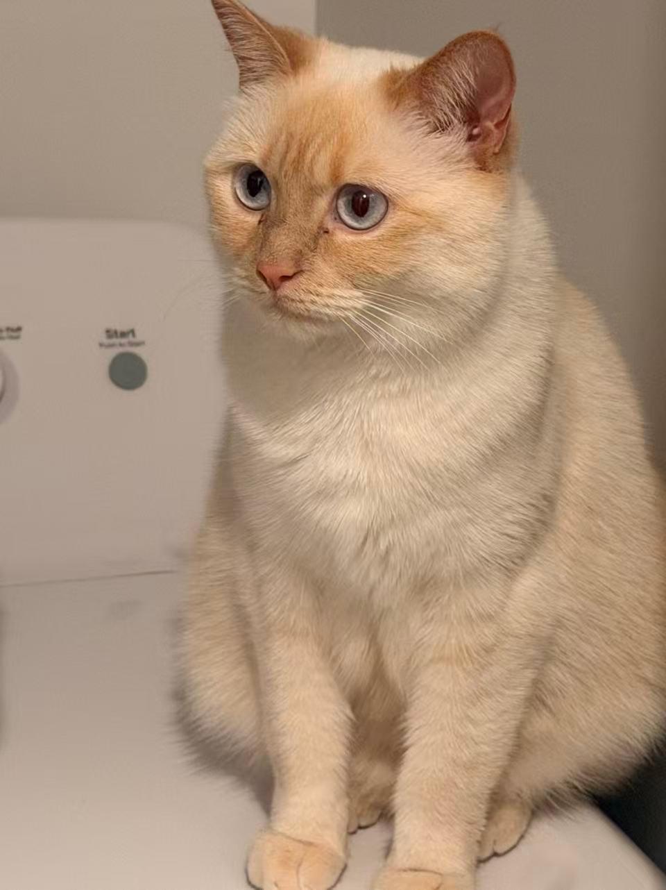 XianXian - An adorable cat